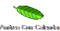 Andrea Corr Calendar