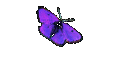 Darcy1