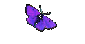 Darcy2