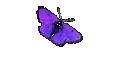 Darcy4