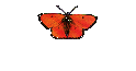 Darcy4