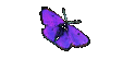 Ocean Village