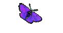 Roger2