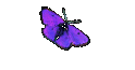 Roger4