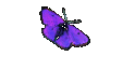 Scottish Jokes